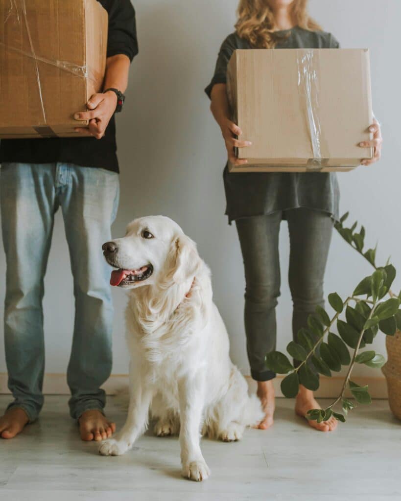moving dog while relocation