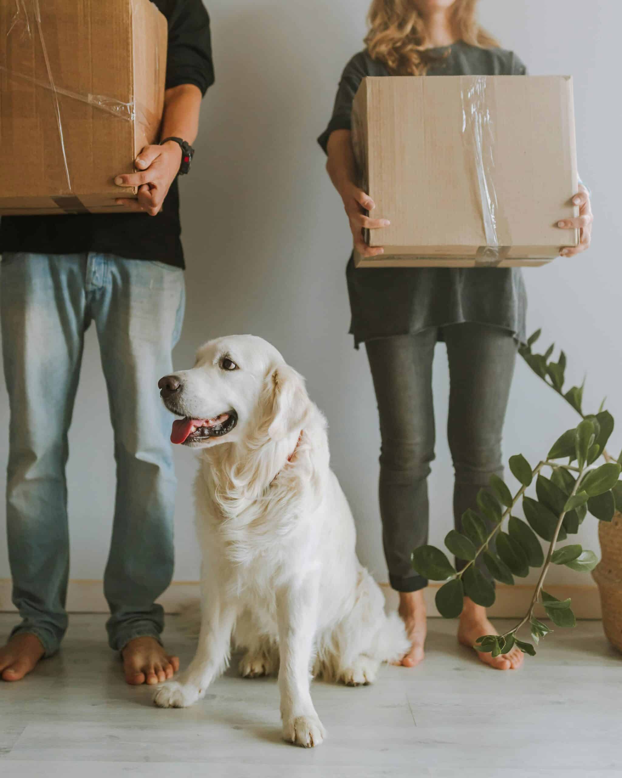 moving dog while relocation