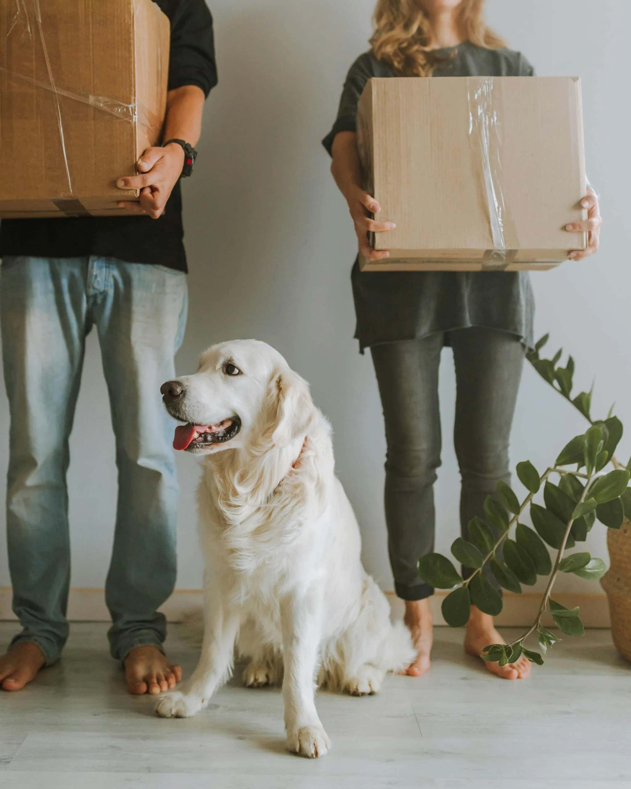 pet moving