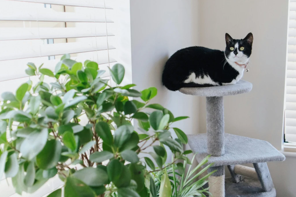 moving cat