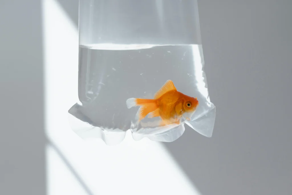 fish transfer