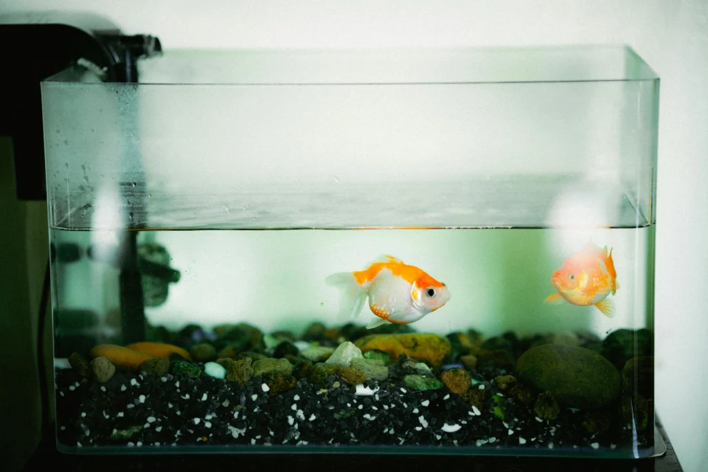 fish tank