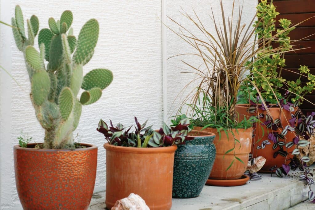 plants n pots